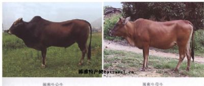 闽南牛图文介绍