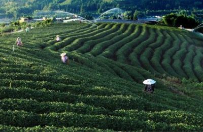 漳平高山茶，福建龙岩特产漳平高山茶图文介绍