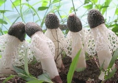 建阳竹荪图文介绍