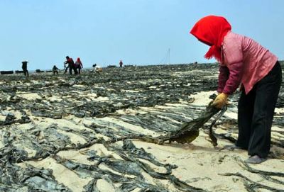 南日海带，福建莆田特产南日海带图文介绍