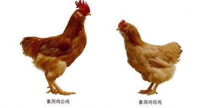 象洞鸡,福建龙岩特产象洞鸡图文介绍