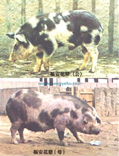 福安花猪,福建宁德特产福安花猪图文介绍