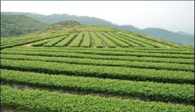 火田大茂山茶图文介绍