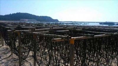 东山亲营紫菜图文介绍