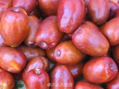 宁县九龙金枣图文介绍