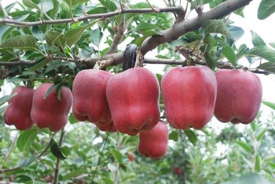 临潭花牛苹果图文介绍