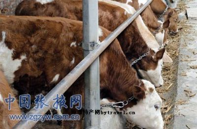 张掖肉牛，甘肃省张掖特产张掖肉牛图文介绍