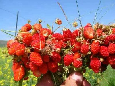 岷县野草莓，甘肃省定西特产岷县野草莓图文介绍