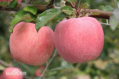 泾川红富士苹果，甘肃省平凉特产泾川红富士苹果图文介绍