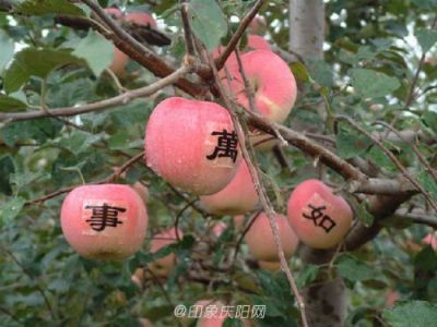 陇蜜红富士苹果，甘肃省庆阳特产陇蜜红富士苹果图文介绍