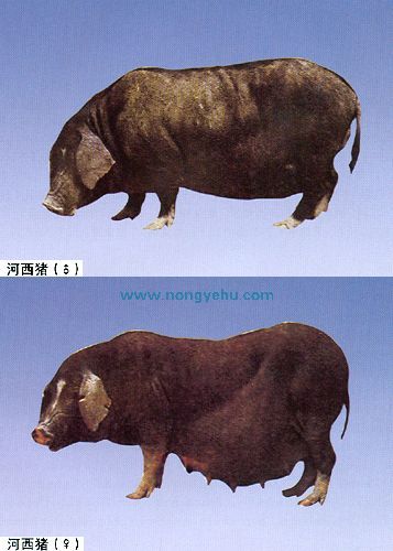 河西猪，甘肃省武威特产河西猪图文介绍