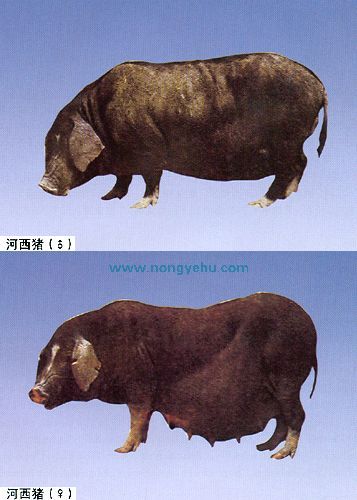 河西猪,甘肃省武威特产河西猪图文介绍