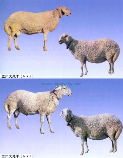 兰州大尾羊，甘肃省兰州特产兰州大尾羊图文介绍