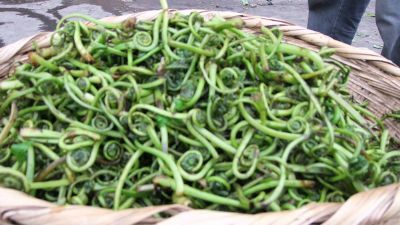 舟曲蕨菜,甘肃省甘南州特产舟曲蕨菜图文介绍