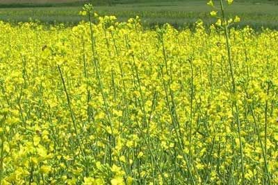 和政双低油菜,甘肃省临夏特产和政双低油菜图文介绍