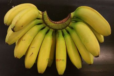 平凤香蕉,广东肇庆特产平凤香蕉图文介绍