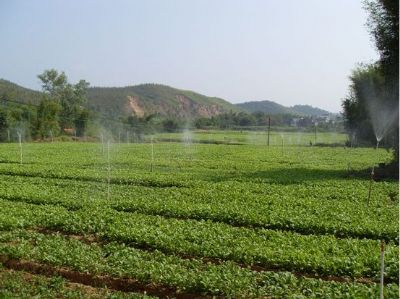 “六十日”黄菜，广东肇庆特产“六十日”黄菜图文介绍