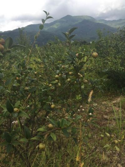 白水油茶籽，广东肇庆特产白水油茶籽图文介绍