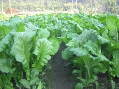 钱排大芥菜，广东茂名特产钱排大芥菜图文介绍