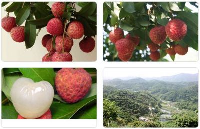 增城糯米糍荔枝,广东广州特产增城糯米糍荔枝图文介绍