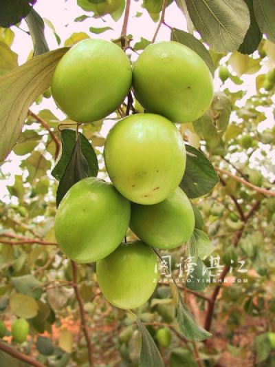 雷州青枣,广东湛江特产雷州青枣图文介绍
