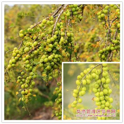 华侨油柑,广东汕尾特产华侨油柑图文介绍