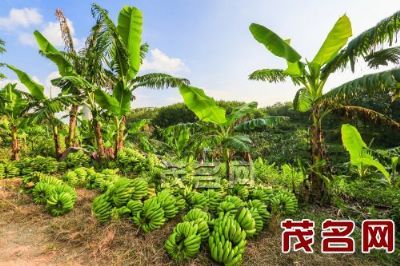 荷塘帝心欢香蕉，广东茂名特产荷塘帝心欢香蕉图文介绍
