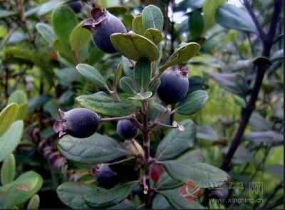 山稔酒，广东梅州特产山稔酒图文介绍