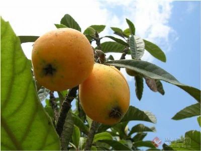 和山琵琶，广东梅州特产和山琵琶图文介绍