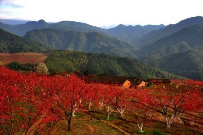 枫湾蜜桃图文介绍
