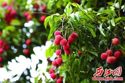 谢村“鸭头绿”桂味荔枝,广东肇庆特产谢村“鸭头绿”桂味荔枝图文介绍