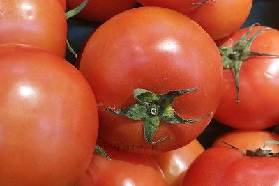 百色番茄，广西百色特产百色番茄图文介绍