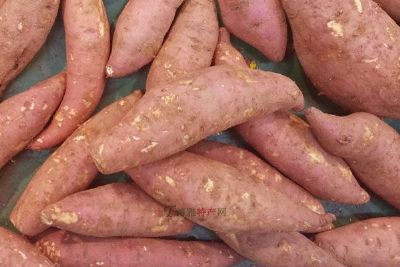 红姑娘红薯，广西防城港特产红姑娘红薯图文介绍