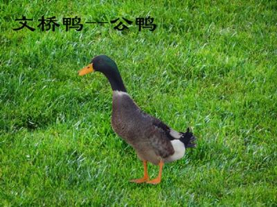 全州文桥鸭,广西桂林特产全州文桥鸭图文介绍
