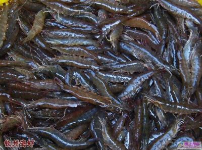 钦州海虾，广西钦州特产钦州海虾图文介绍