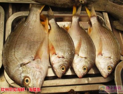 海腊鱼，广西钦州特产海腊鱼图文介绍