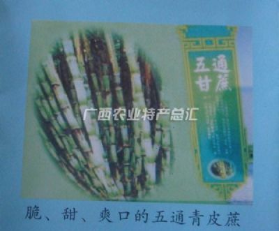 五通青皮蔗,广西桂林特产五通青皮蔗图文介绍