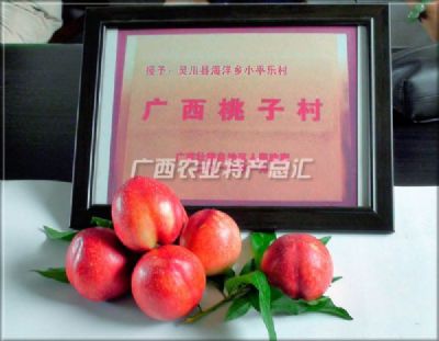 灵川桃子,广西桂林特产灵川桃子图文介绍