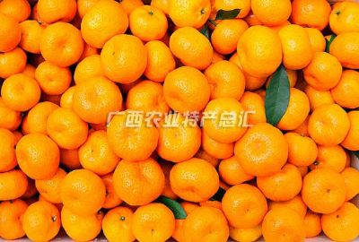 灵川柑桔，广西桂林特产灵川柑桔图文介绍