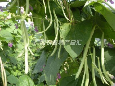 江南四季豆,广西南宁特产江南四季豆图文介绍