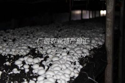 横县双孢蘑菇，广西南宁特产横县双孢蘑菇图文介绍