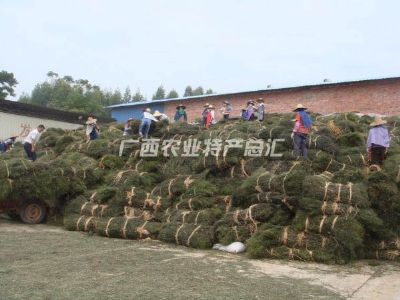 港南穿心莲，广西贵港特产港南穿心莲图文介绍