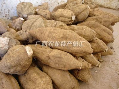 藤县和平粉葛,广西梧州特产藤县和平粉葛图文介绍