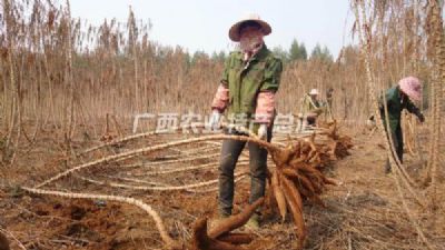 武鸣木薯，广西南宁特产武鸣木薯图文介绍