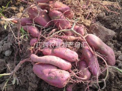 光坡红香薯，广西防城港特产光坡红香薯图文介绍
