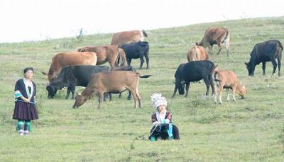 苗山香牛图文介绍