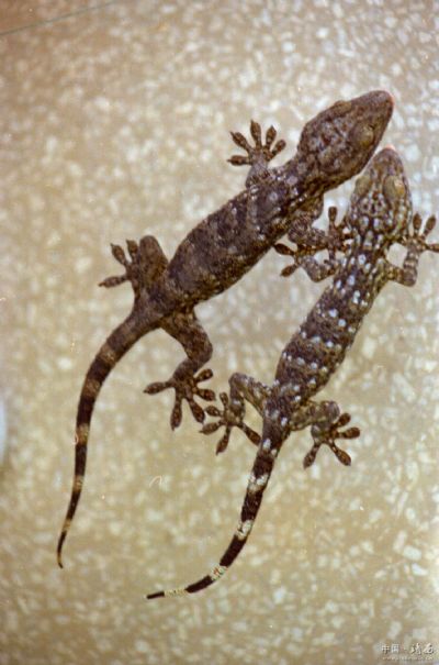 五爪蛤蚧,广西百色特产五爪蛤蚧图文介绍