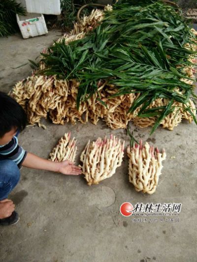 石塘生姜,广西桂林特产石塘生姜图文介绍