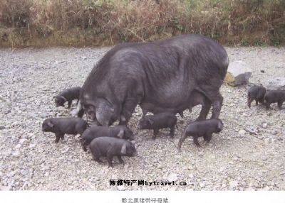 黔北黑猪，贵州遵义特产黔北黑猪图文介绍