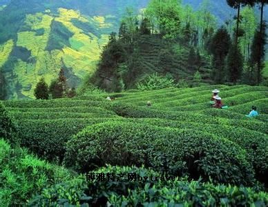 香炉山雾茶图文介绍